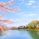 한강시민공원(인라인스케이트장 인근) | 구리 유채꽃 축제 소식과 구리가볼만한곳 여행코스