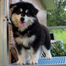 스타켄넬 이미지