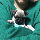 뚱강아지 이미지