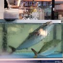 🐟 [내돈내산/제철 방어 맛집] 특대방어 : 아중리 세계로 수산, 맛있는 후기 🐟