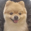 견우동물병원 | 반려견 슬개골 수술 후기 (수술당일~회복 3일차 퇴원 / 수술 후 관리 / 부산 더본외과동물의료센터)