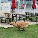 애견카페왕 | 남양주애견유치원 추천 애견카페왕에서 맡겨본 솔직 후기