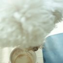 프로지스 이미지