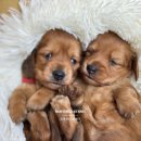 남양주켄넬 이미지