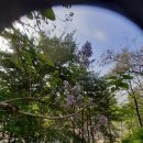 오동나무농장 이미지