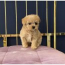 도그마루 이미지