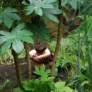 청양고추문화마을 이미지