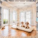 결혼정보아름다운동행 | 금천구 유기동물보호센터 독립적 성향의 대형견 입양 30대 직장인 지수의 방문 후기