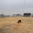 탑플라이트 | 파주애견호텔 데이케어 후기｜대형견도 가능한 탑플라이트