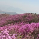 제28차 4월06일(첫째토) 진달래축제『진례산-영취산-호랑산』전남 여수시 수고 하셨습니다. 이미지