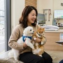 현대고양이 - 용인시 기흥구 신갈로 20-1 | 강아지 고양이 펫보험 비교 메리츠 삼성 현대 DB 장단점 후기