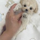 멍앤냥 강아지고양이 안양점 이미지