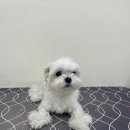비마인 독 이미지