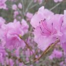 강화도령 이미지