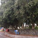 신흥동백나무군락 이미지