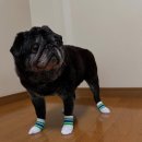 훼미리마트 | 일본 훼미리마트 아이스크림 미니 양말 출시