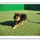 컴투펫 위탁보호센터 인천점 이미지