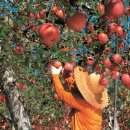 단양죽령사과 이미지