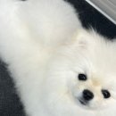 더힐링동물병원 이미지