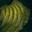 대추나무골감자탕 이미지