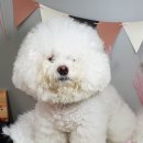 싹Dog 이미지