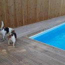 호반애견훈련소 이미지