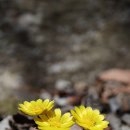 유성길 천마농장 입구 | 남양주 천마산 야생화 출사