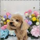 예쁘개 반려견미용샵 이미지