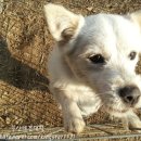 부산애견대학 이미지