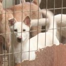 똥강아지 이미지