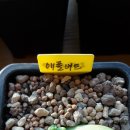 애플버드 네이버블로그
