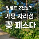 꽃-가족 | 입장료 2천원?! 가평 자라섬 꽃 페스타 가족 나들이 후기
