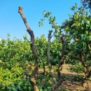 고림농장 이미지