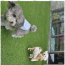 소소하개 이미지