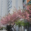 시로아카