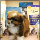 달링하이 강아지분양 창원점 | 울산 달링하이에서 만난 우리 강아지, 행복한 분양 후기