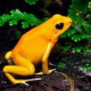 황금개구리 이미지