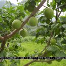 마륜 농장 이미지