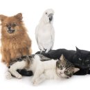 아이숲동물병원 이미지