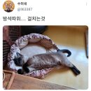 웃긴 포즈로 잠자는 고양이 대회 이미지