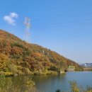 아름다운 애견 이미지