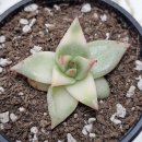 별따오기 이미지