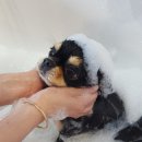 까르르멍멍 이미지