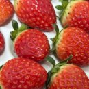 중호농장 이미지