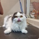 복기애견 네이버블로그