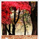 2019-10-30(수)환상의 가을여행.최고의 단풍여행지 .아침고요수목원-남이나라 남이섬 힐링트래킹 이미지