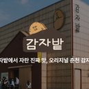 감자(GAMJA) 이미지