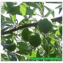 신태양 농원 이미지