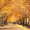 오리나무 이미지