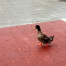 온천천 자전거대여소 옆 이미지